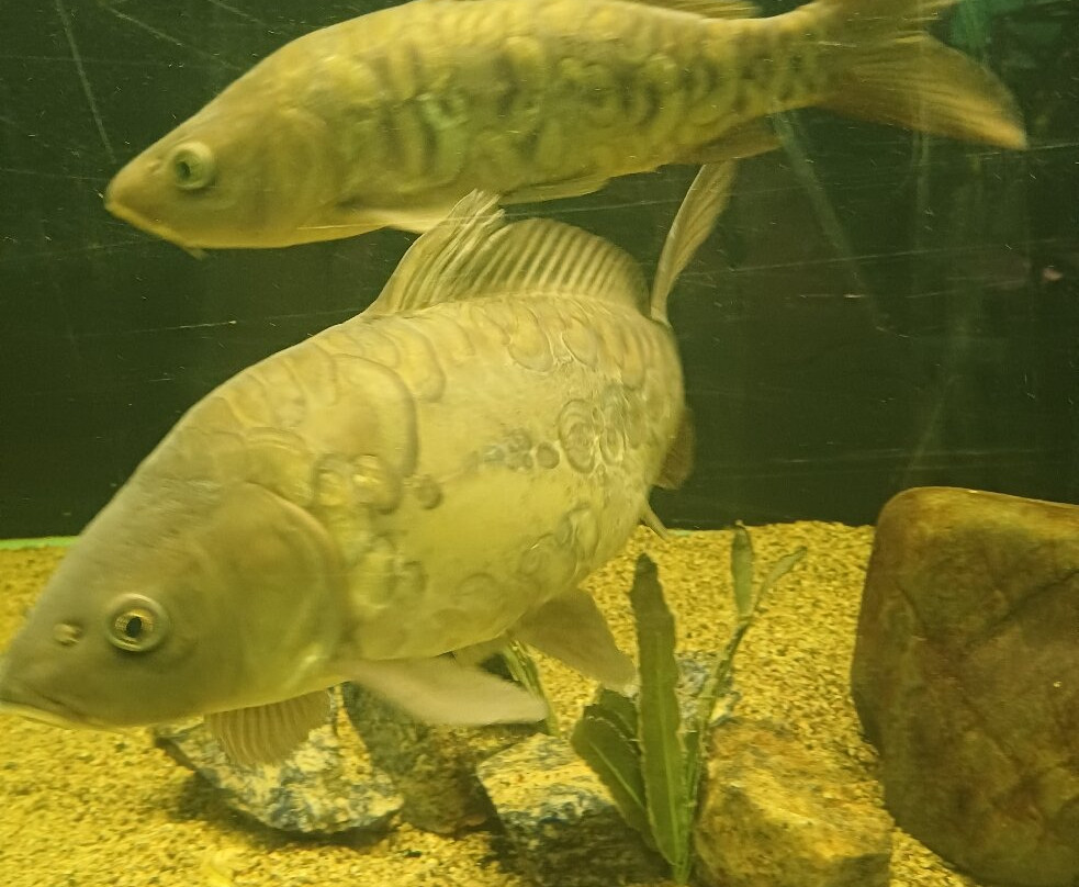 Kastoria Aquarium-卡斯托里亚必去景点