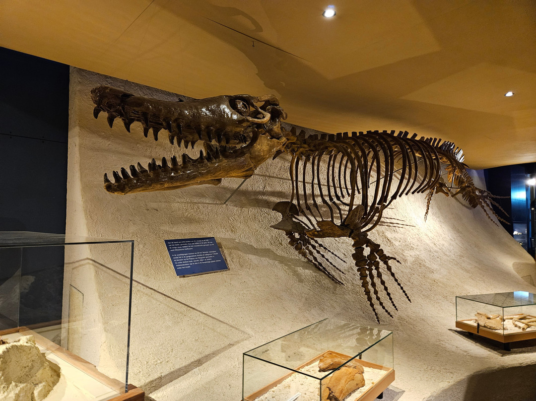 Natural History Museum of Maastricht-马斯特里赫特必去景点