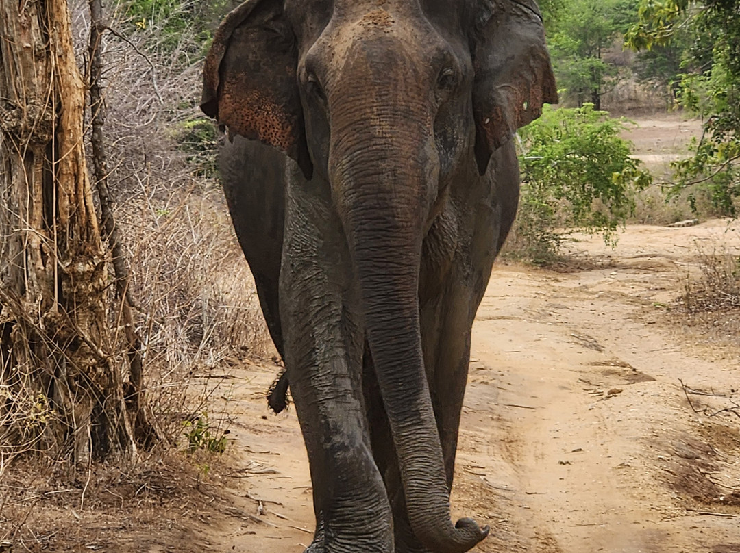Udawalawe Safari Kingdom-乌达瓦拉瓦必去景点