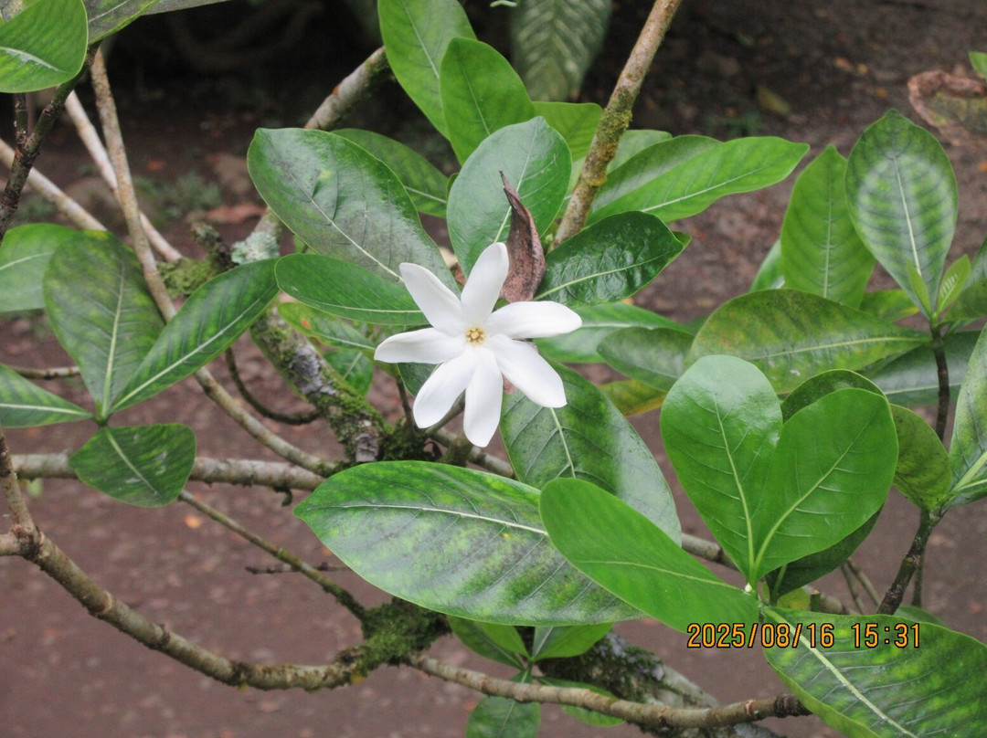 The Water Gardens of  Vaipahi-Taravao必去景点
