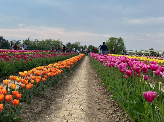 Tulipark-博洛尼亚必去景点