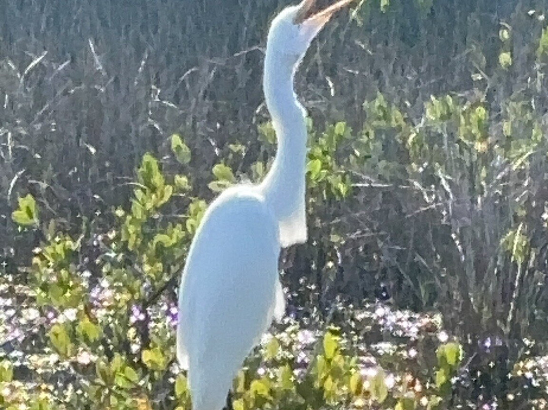 Black Point Wildlife Drive-Merritt Island必去景点