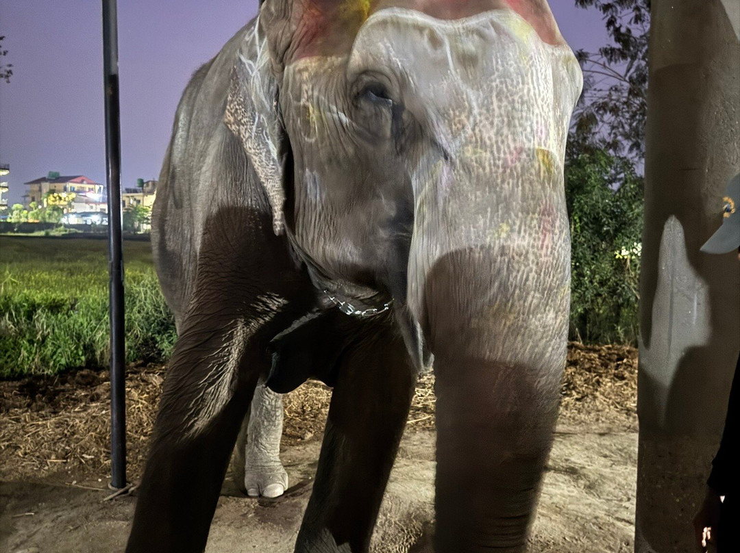 Wild Nabin Tour-奇旺国家公国必去景点