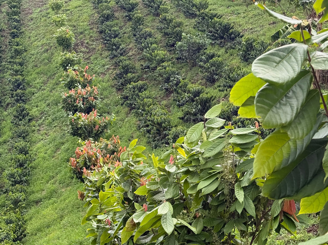 Finca Las Palmitas - Quindio-亚美尼亚必去景点