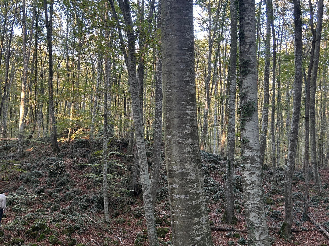 La Fageda d'en Jorda-Santa Pau必去景点