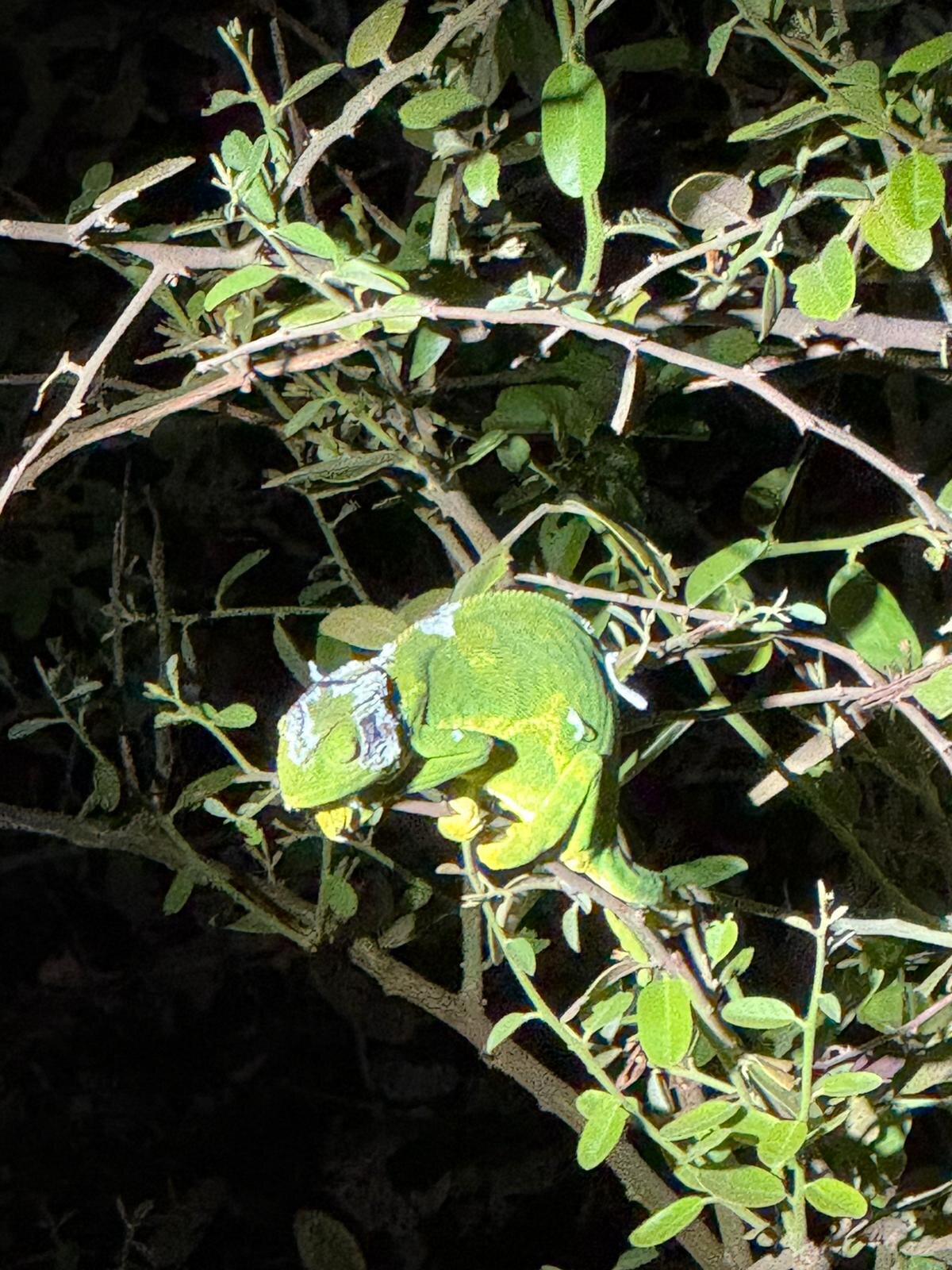 Voyager Ziwani Camp-官方