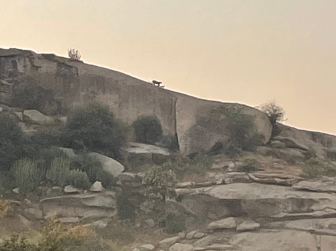 Jawai Safari's-Bera必去景点