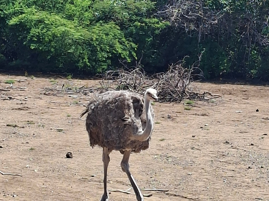 Curacao Ostrich Farm-库拉索必去景点