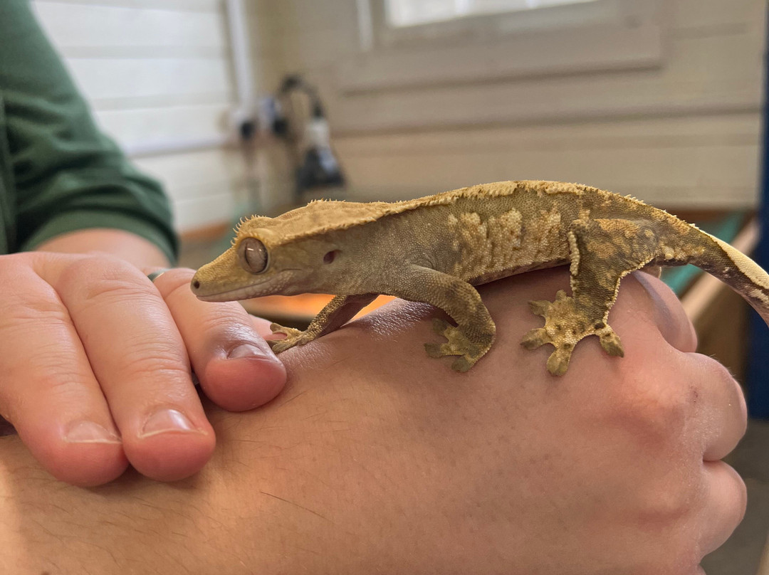 Djl Exotics-Frinton-On-Sea必去景点