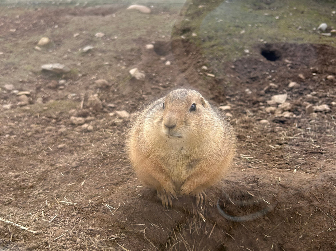 Dalscone Farm Fun-邓弗里斯必去景点