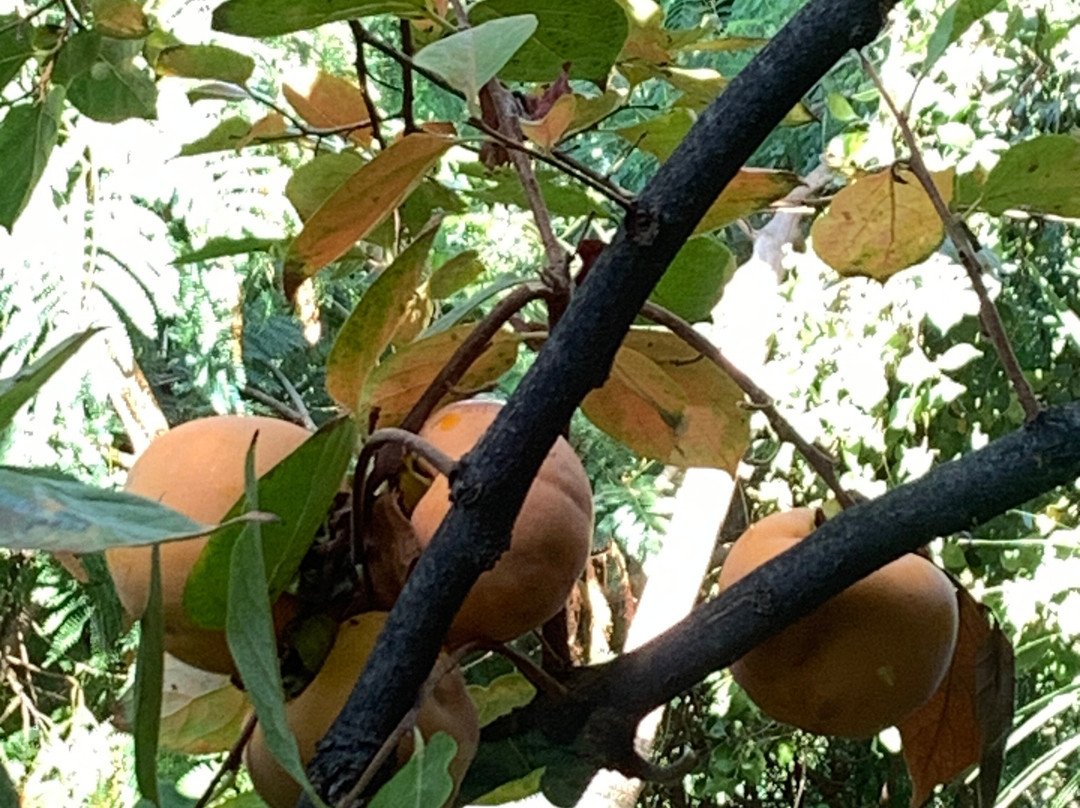 Botanical Park & Gardens of Crete-Omalos必去景点