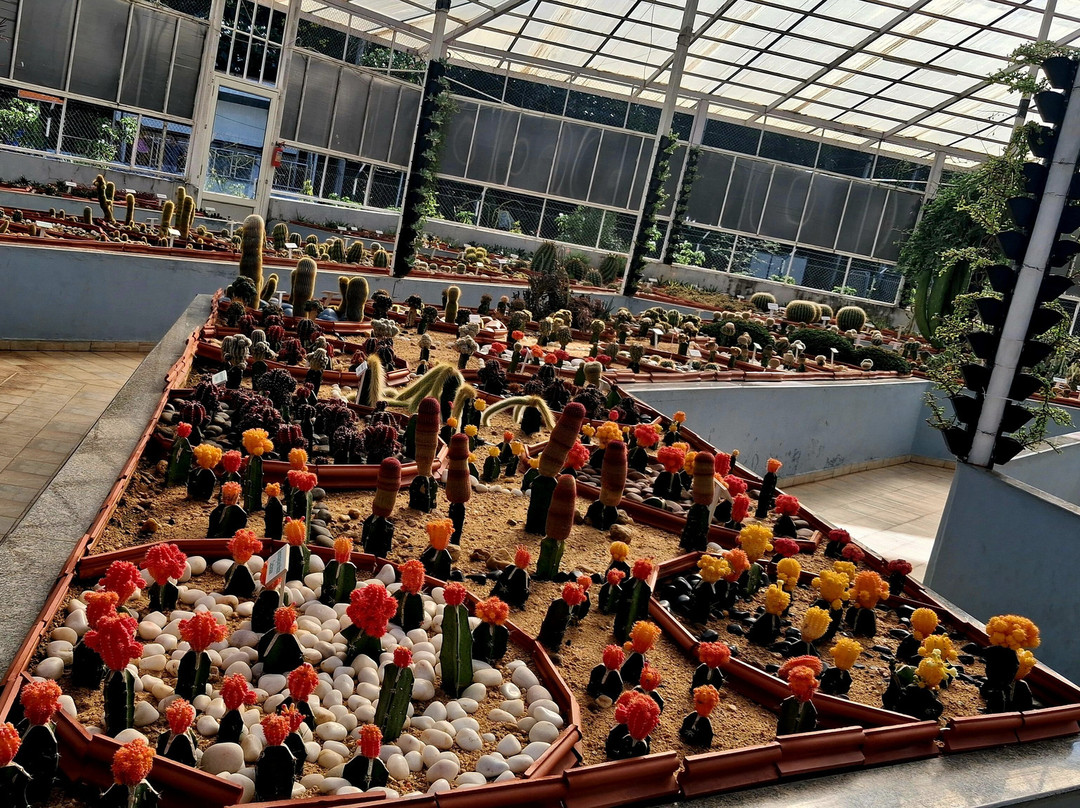 Cactus Garden-Kevadia必去景点