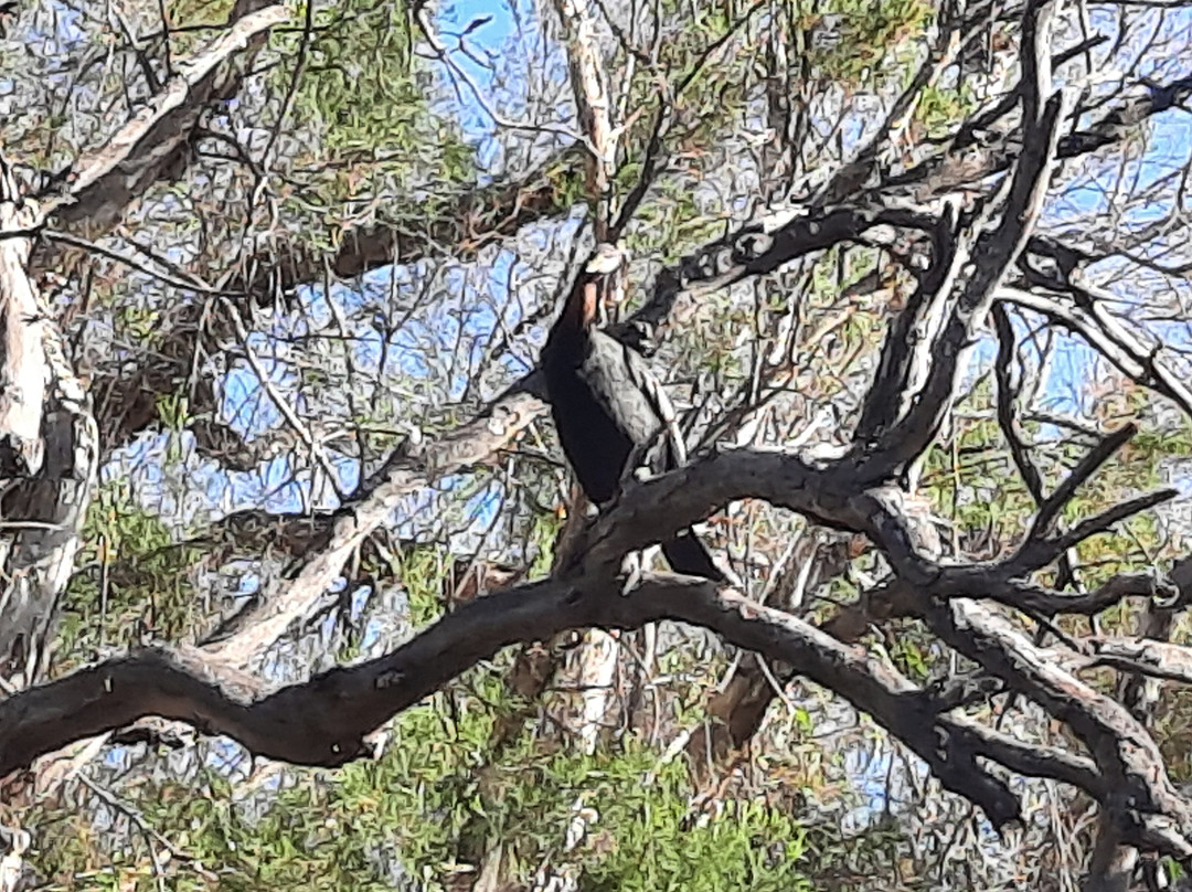 GoGo Active Tours & Events-珀斯必去景点