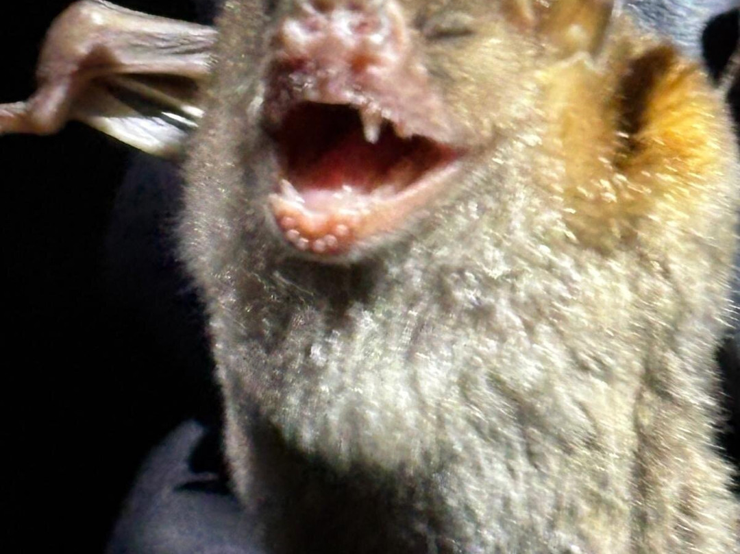 Tirimbina Biological Reserve-La Virgen必去景点