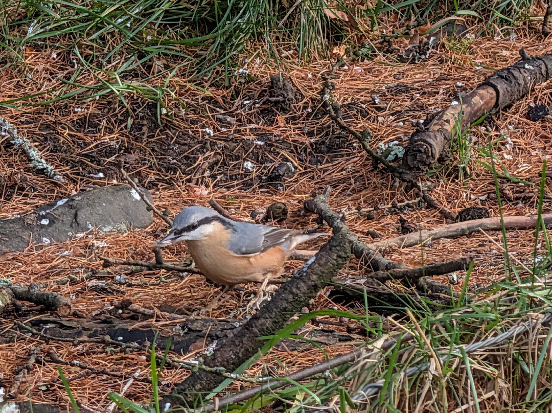 Nature Nuts-Blairgowrie必去景点