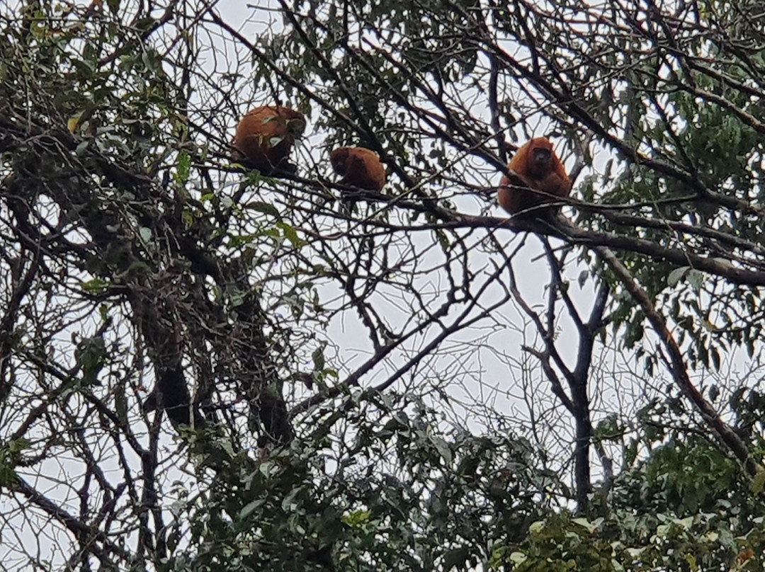 Kaw-Arrondissement of Cayenne必去景点