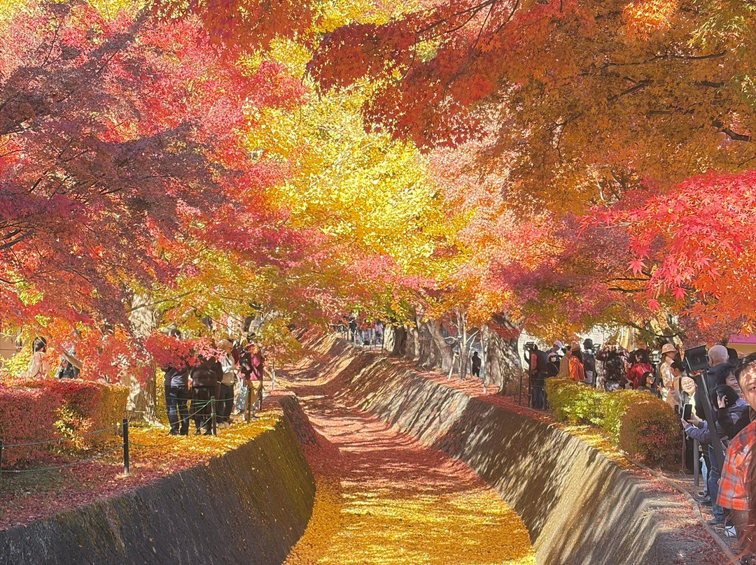 Momiji Tunnel-富士河口湖町必去景点