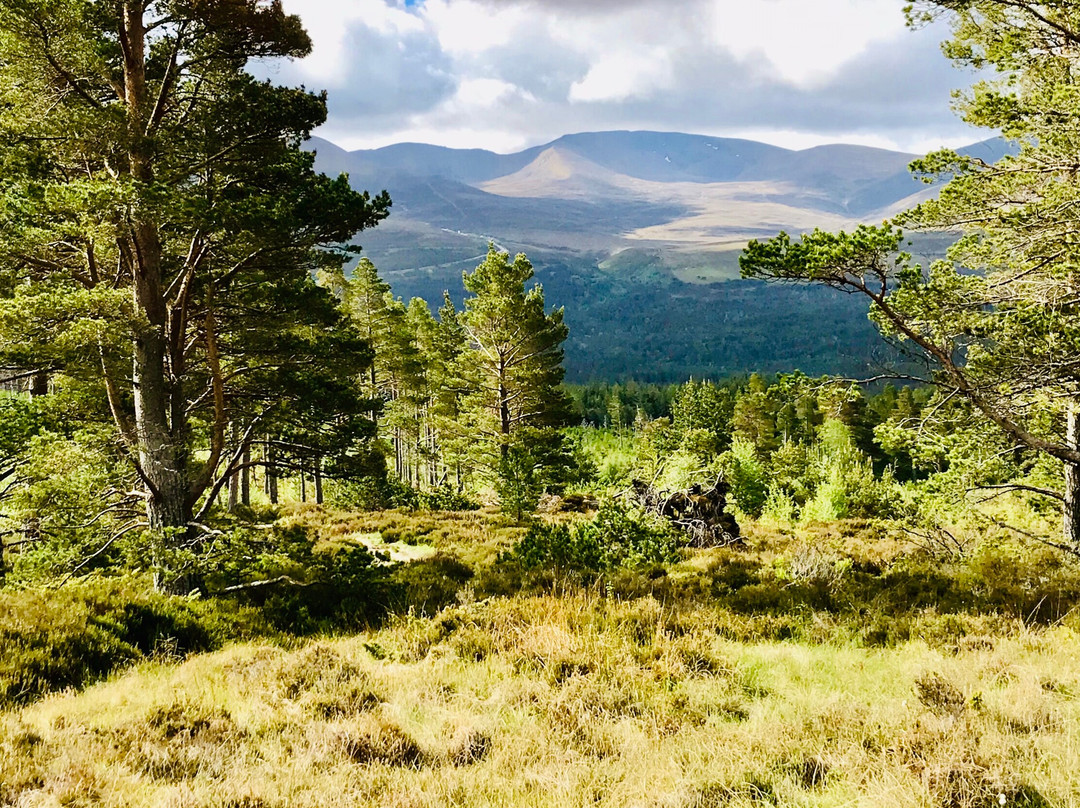 Cairngorms National Park-阿维莫尔凯恩戈姆必去景点