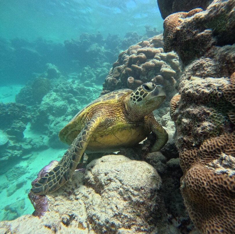 Sea Pace Rarotonga-堤堤卡维加必去景点