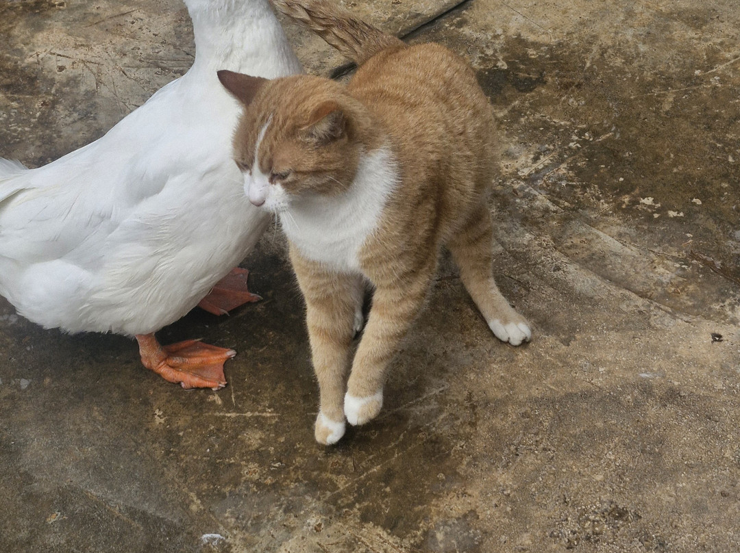 Birdpark Malta-Salina必去景点