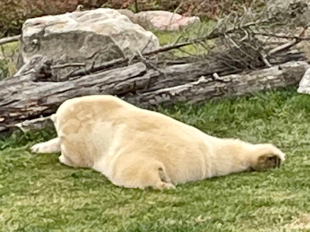 哥伦布动物园-Powell必去景点