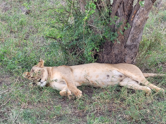 Asif Magical Safaris-瓦塔木必去景点