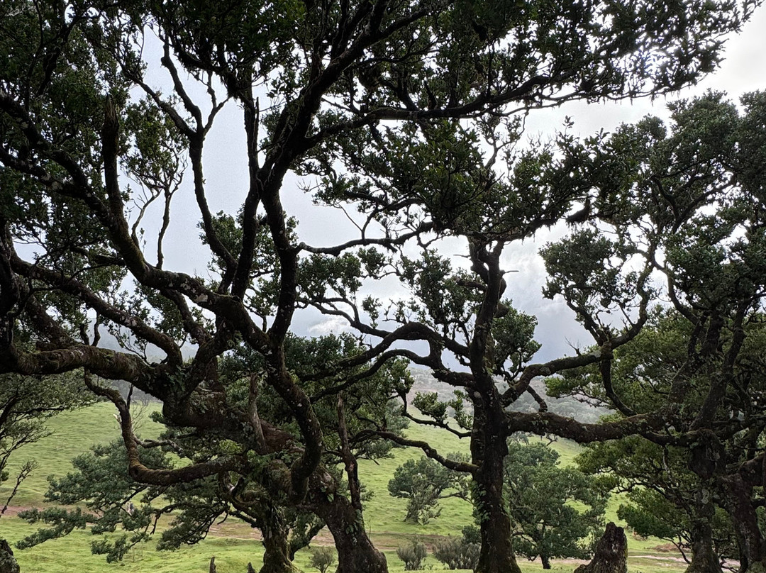 Posto Florestal Fanal-莫尼什港必去景点