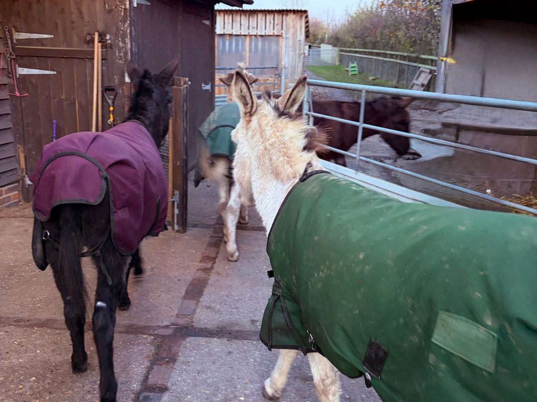 Brockenhurst Donkey Walks-Brockenhurst必去景点