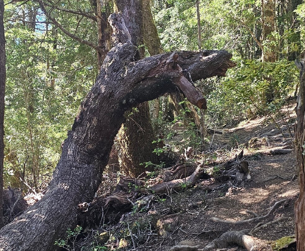 Parque Nacional Alerce Costero-Ciudad La Union必去景点