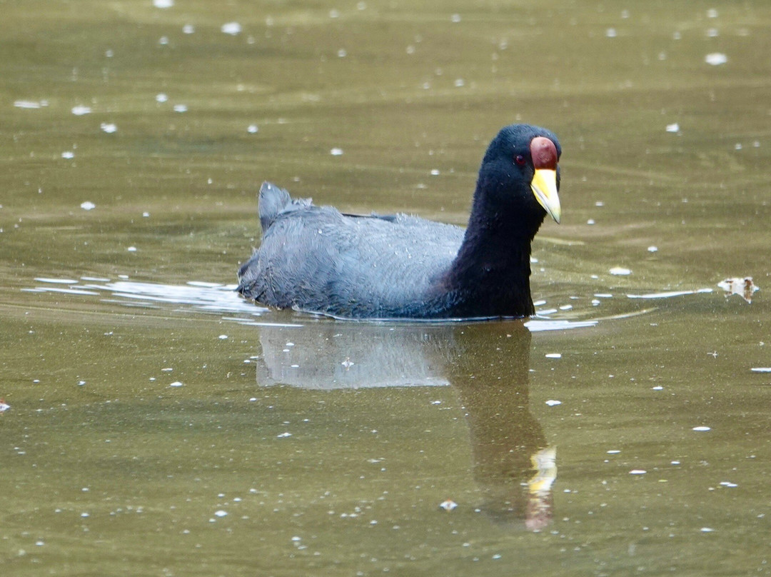 Complejo Arqueologico de Pumacocha o Intihuatana-Vischongo必去景点