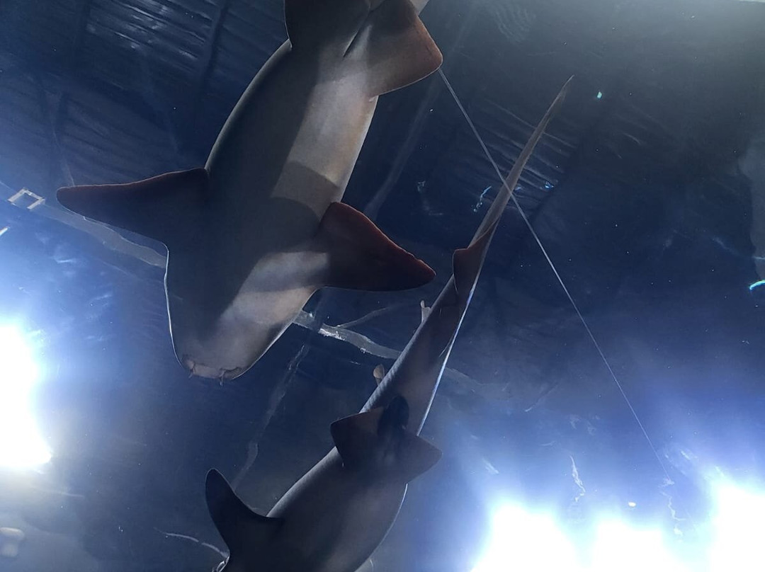 Poema Del Mar-大加那利岛拉斯帕尔马斯必去景点