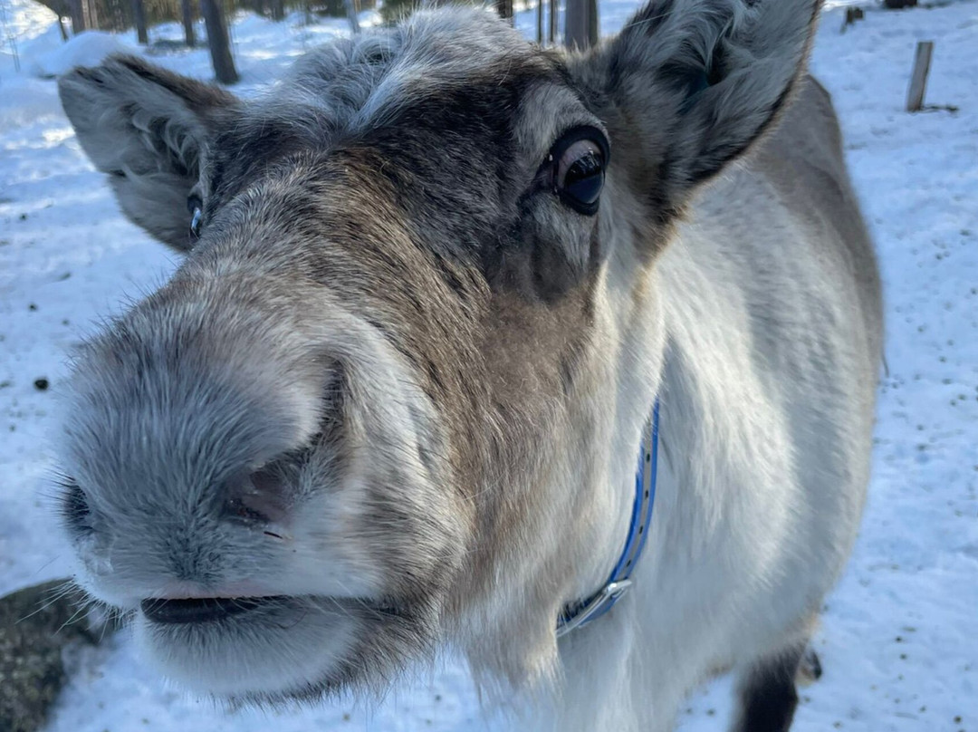 Samireindeer-Balinge必去景点