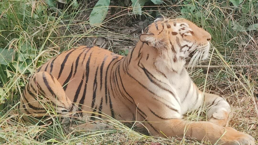 Rajgir Wildlife Sanctuary-Nalanda必去景点