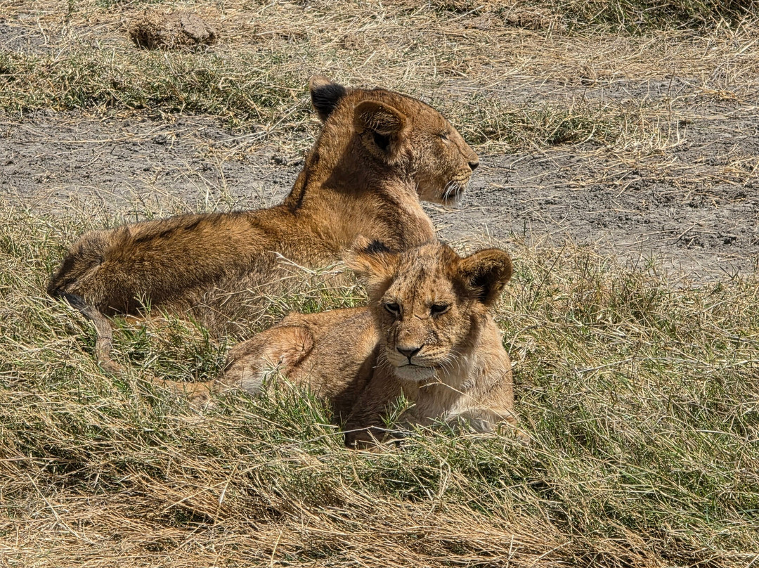 Unlimited Expeditions - The Soul Of Tanzania-阿鲁沙必去景点