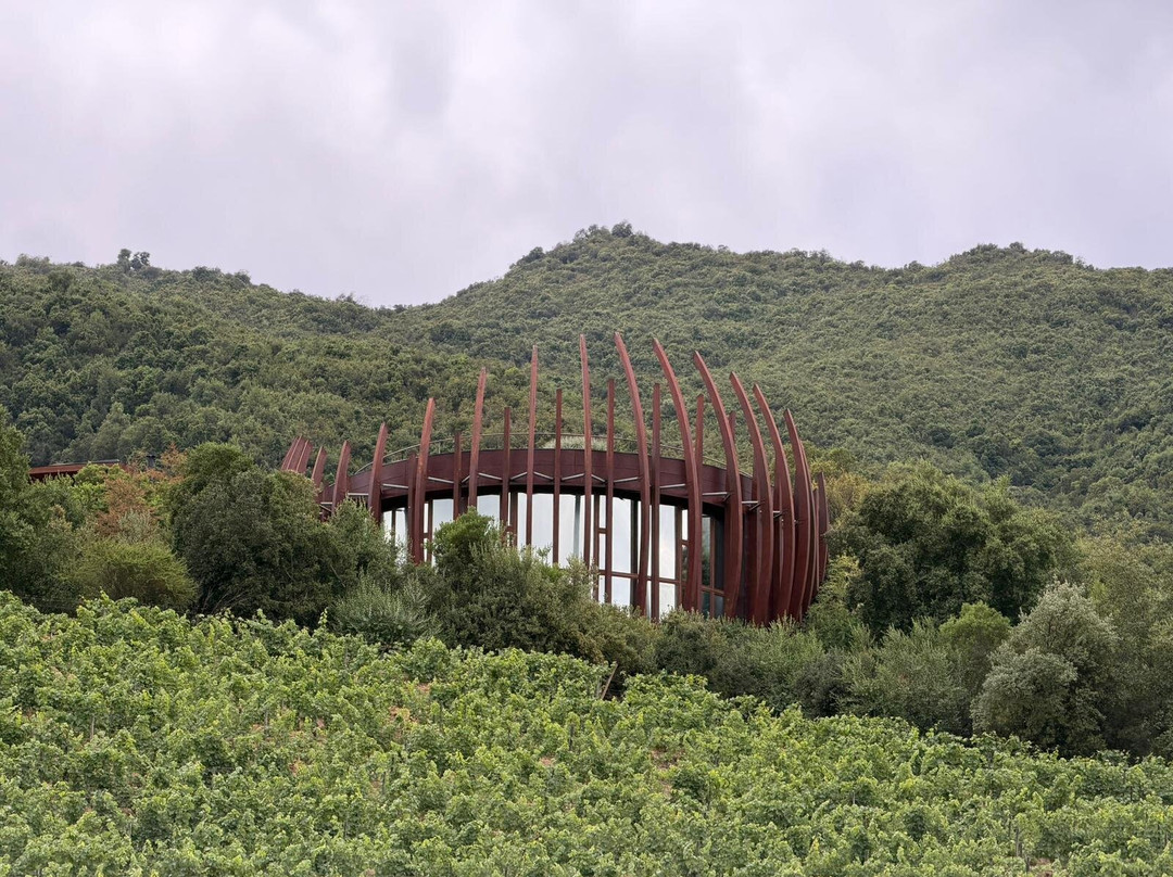 Colchagua Wine Tours-圣克鲁斯必去景点