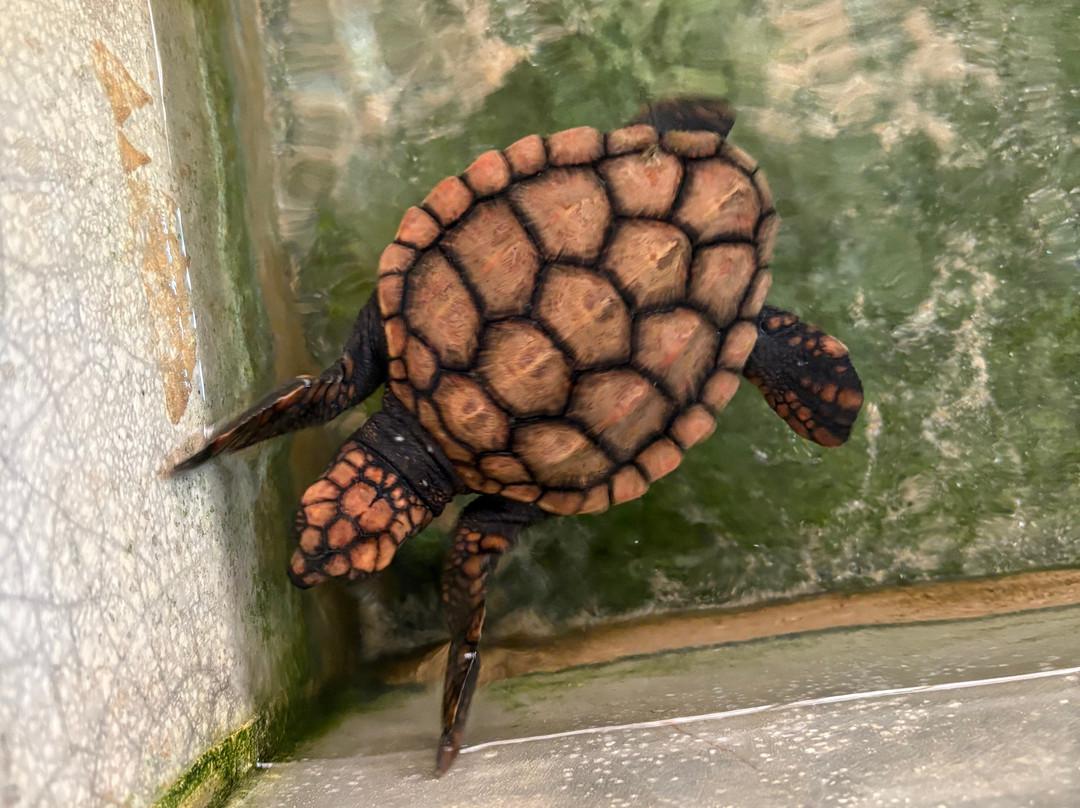 Nadin Travels & Tours-唐卡拉必去景点