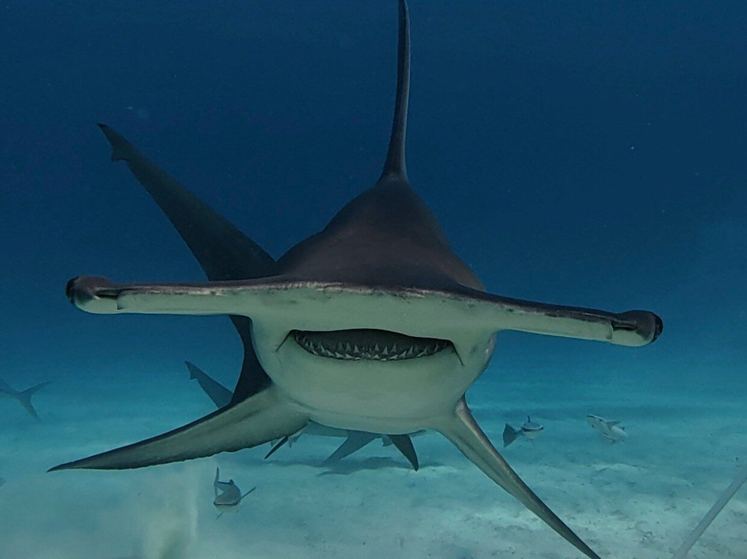 Neal Watson's Bimini Scuba Center-Alice Town必去景点
