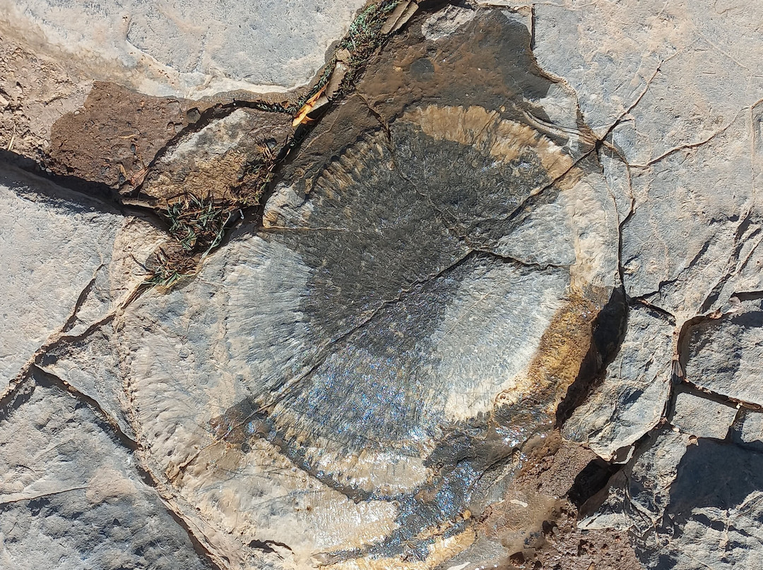 Jebel Akhdar-尼日瓦必去景点