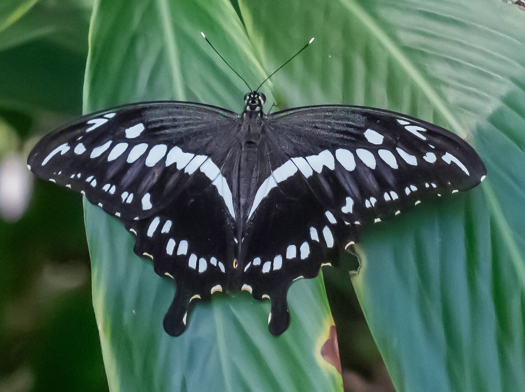The Butterfly Farm-奥腊涅斯塔德必去景点