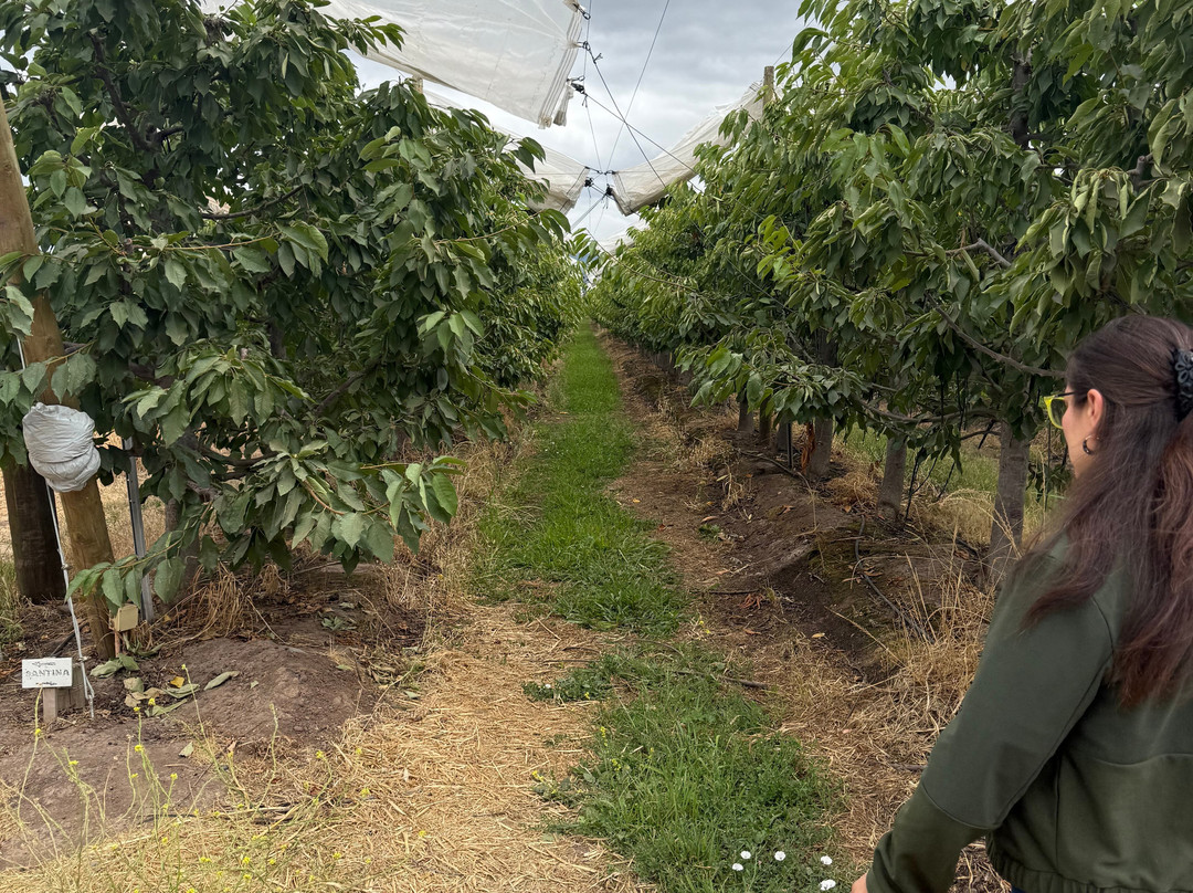 Laura Hartwig Winery-圣克鲁斯必去景点