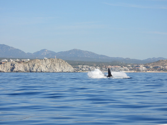Cabo Sails-卡波圣卢卡斯必去景点