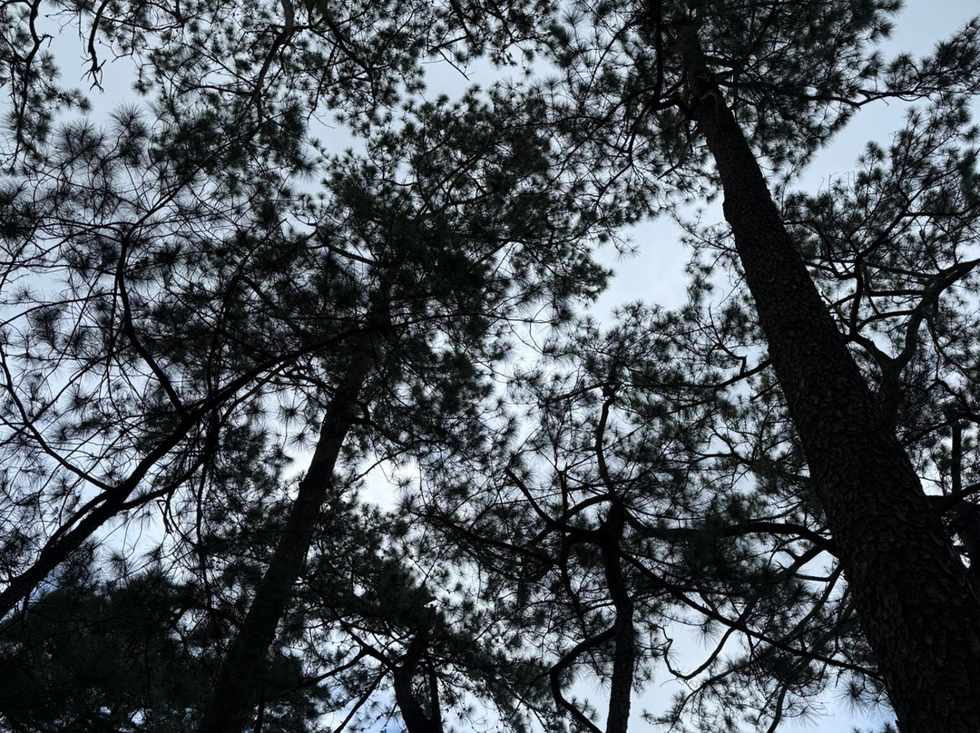 Camp John Hay Eco-Trail-碧瑶必去景点