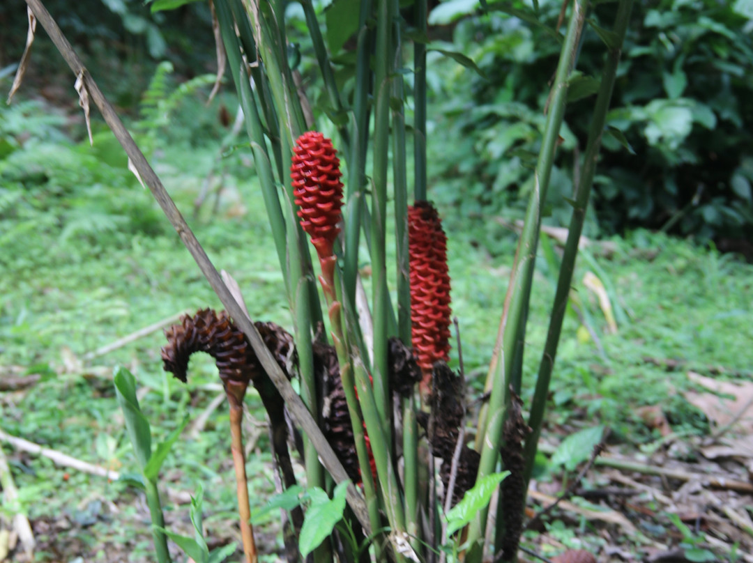 Green Acres Chocolate Farm and Nature Preserve-Cerro Brujo必去景点