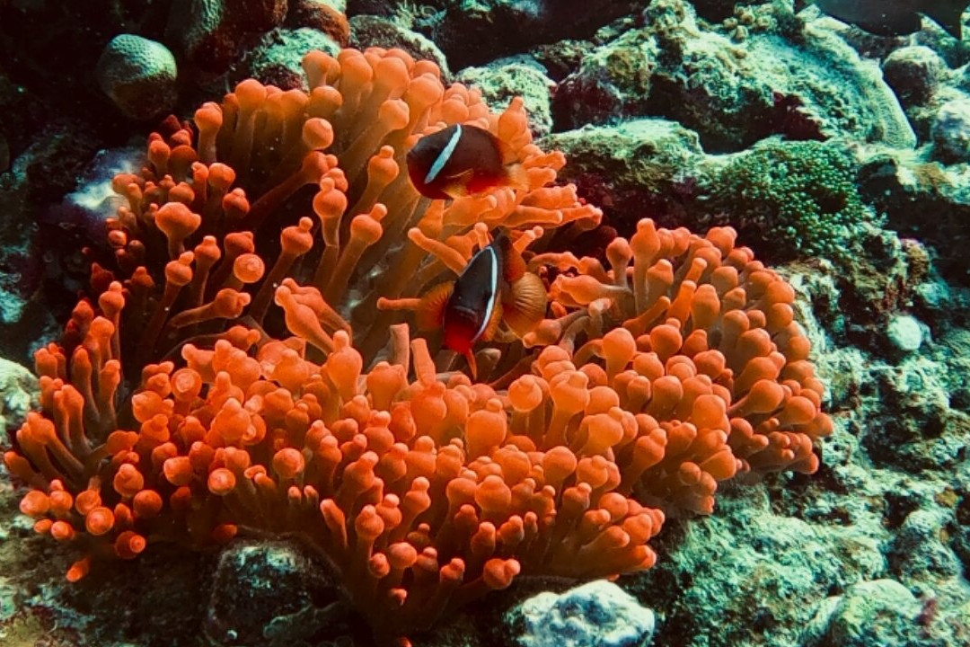 Dive Academy Fiji-Waiyevo必去景点