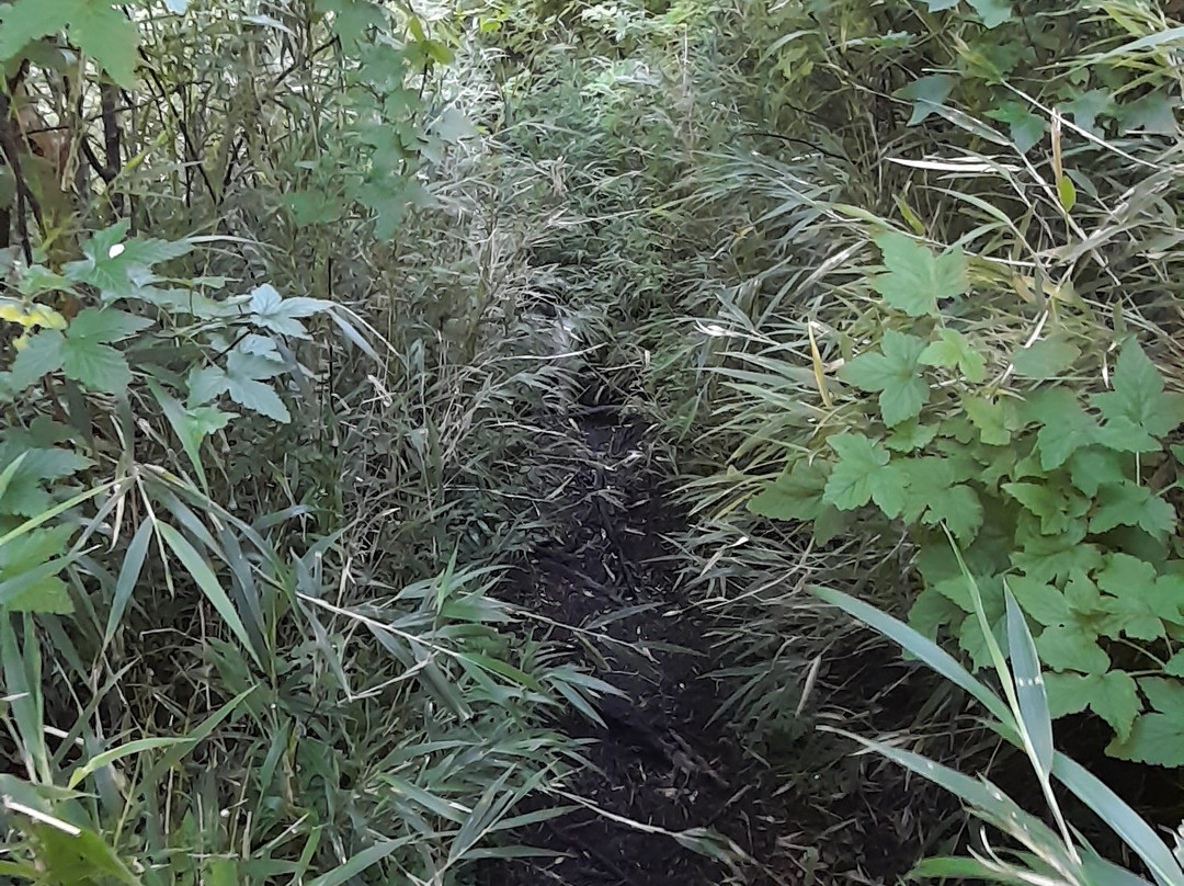 Parque Nacional Puyehue-Puyehue必去景点