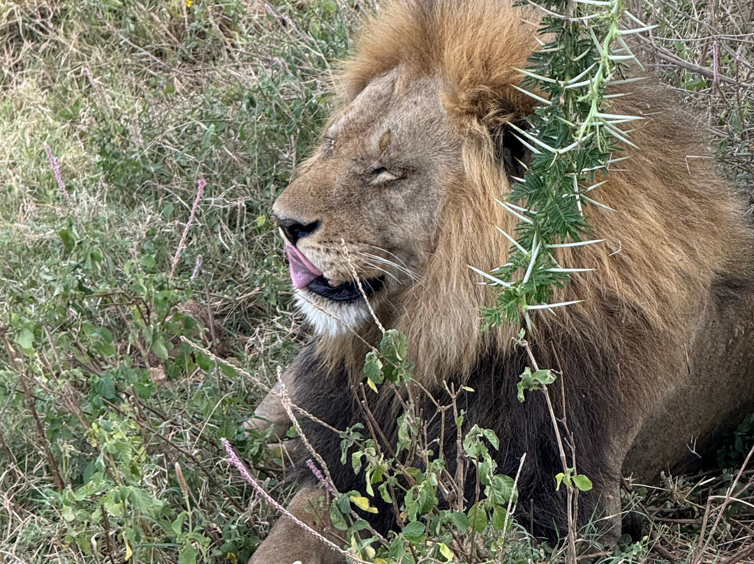 Buhaya Trekking Safaris-阿鲁沙必去景点