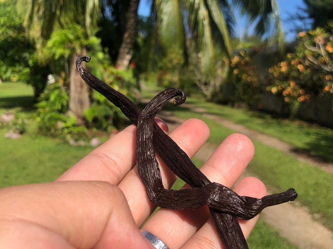 Huahine Land Safari Tour-Fare必去景点