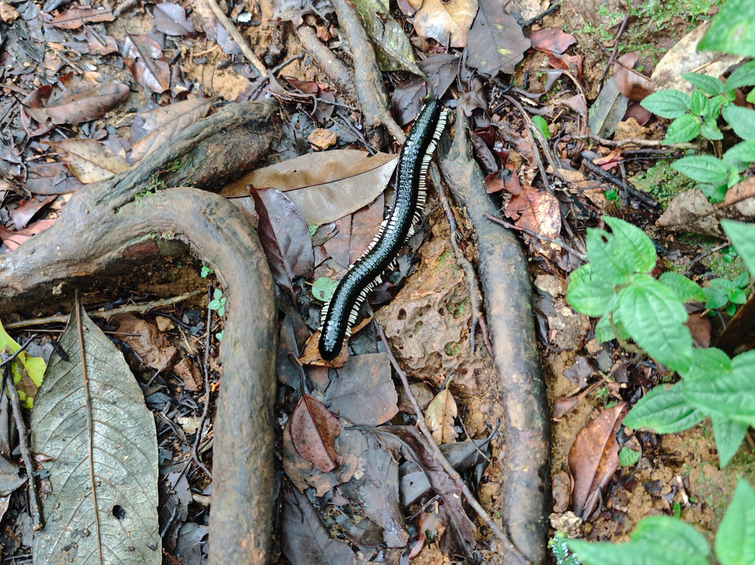 Sinharaja Rainforest Kurulugala Entrance-Viharahena必去景点