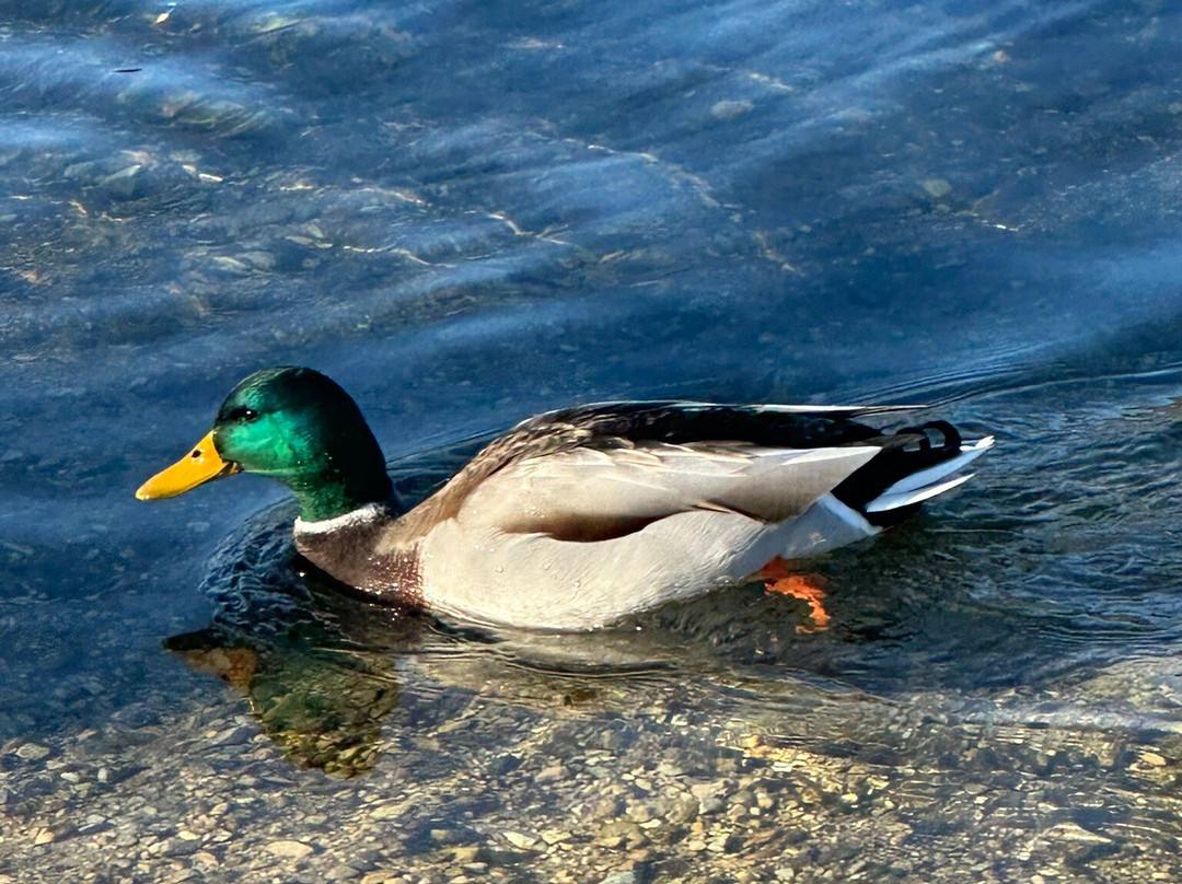 Lago di Caldonazzo-Calceranica al Lago必去景点
