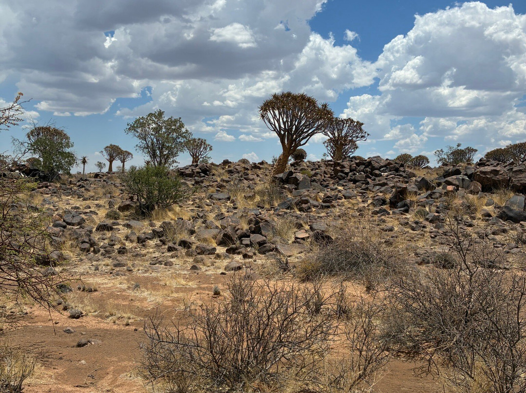 Quivertree Forest and Giant's Playground-Keetmanshoop必去景点
